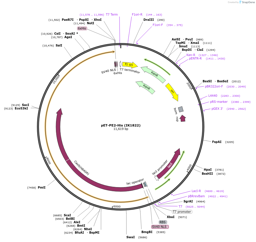170103-plasmid-map-sequence-id-332603