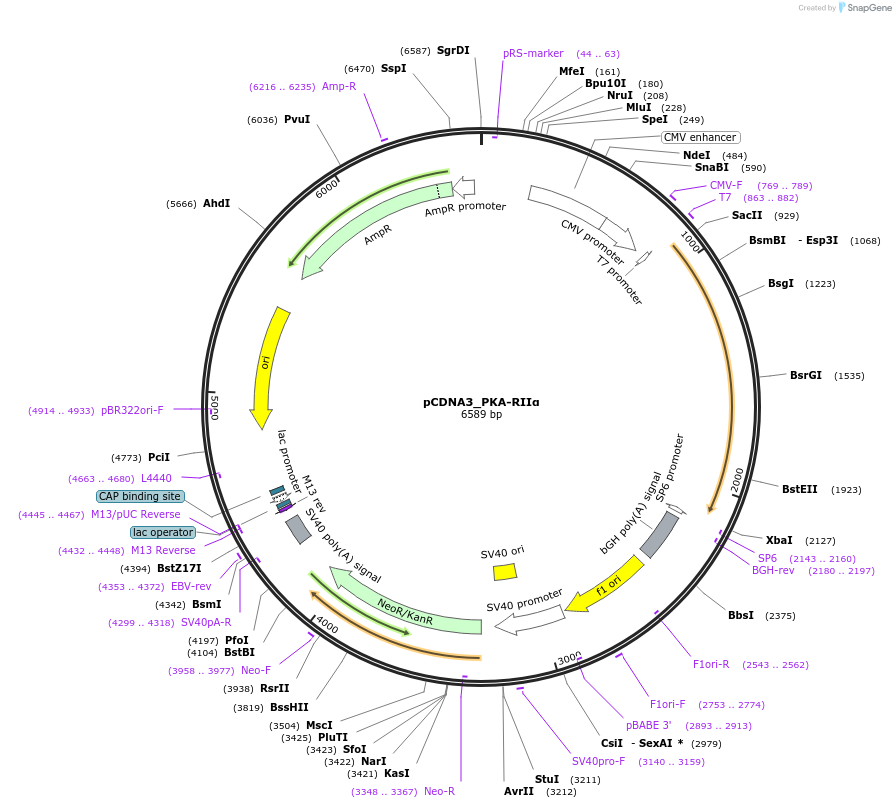 168492-plasmid-map-sequence-id-332605