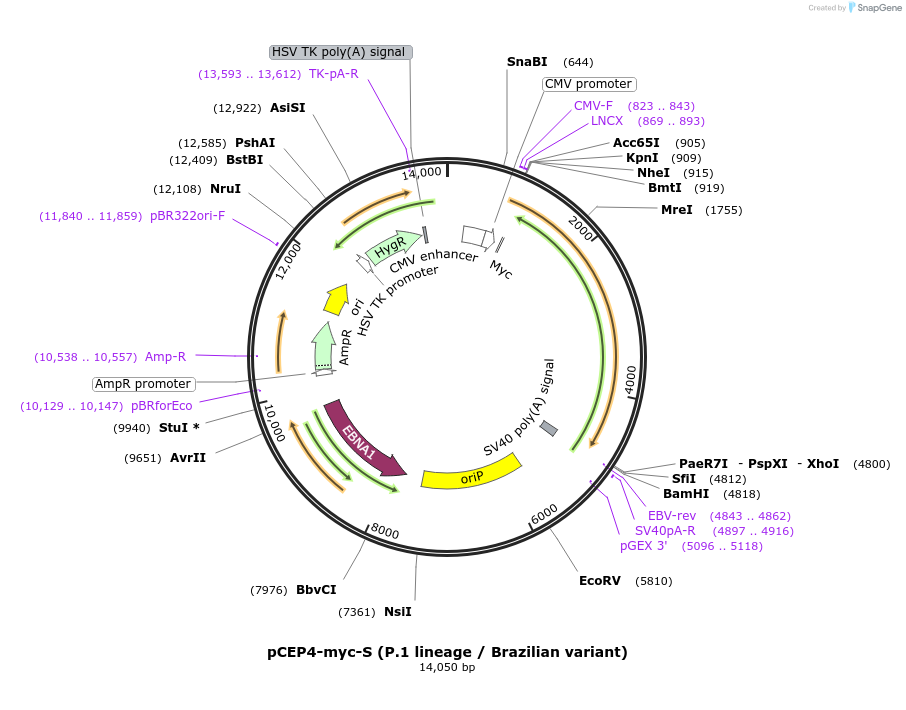 169847-plasmid-map-sequence-id-332609