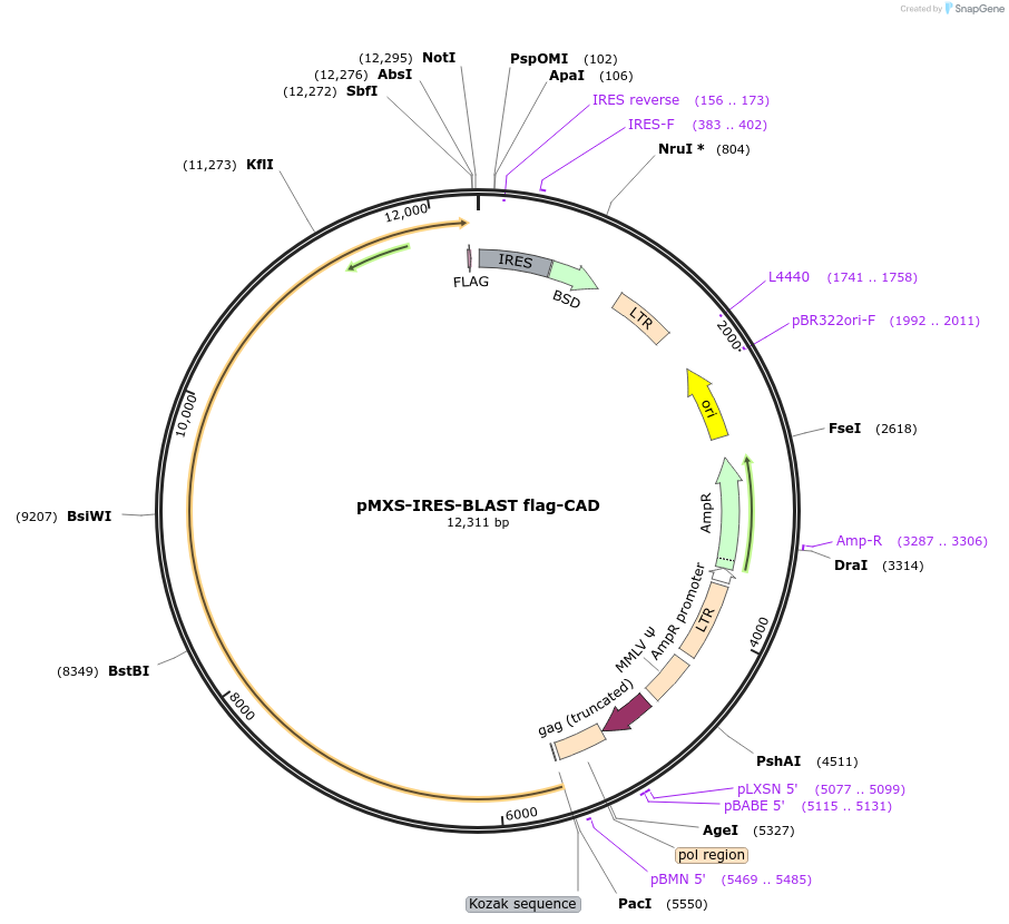 169818-plasmid-map-sequence-id-332612