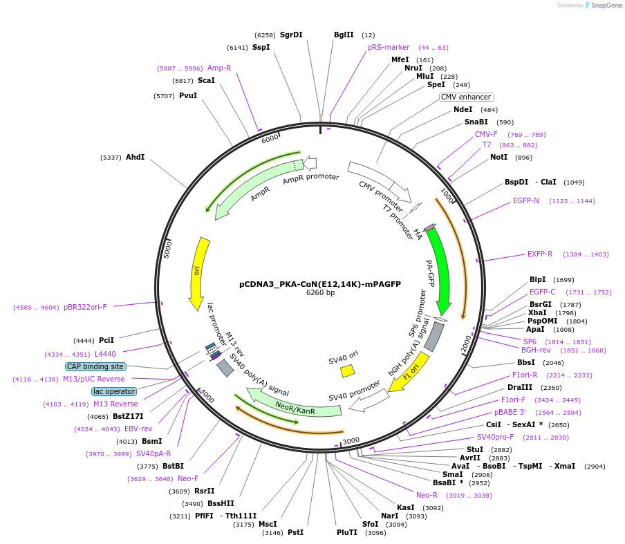 168495-plasmid-map-sequence-id-332632