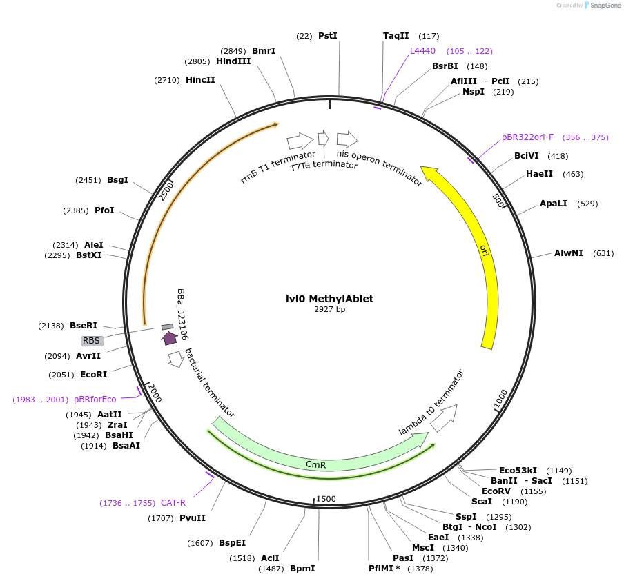 153412-plasmid-map-sequence-id-332642