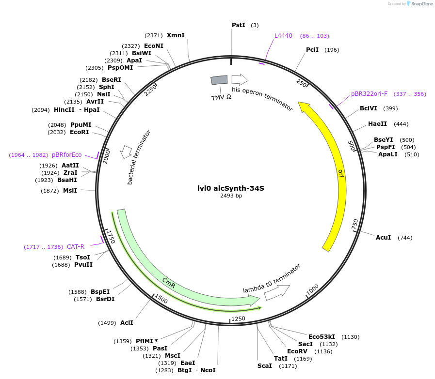 153411-plasmid-map-sequence-id-332643