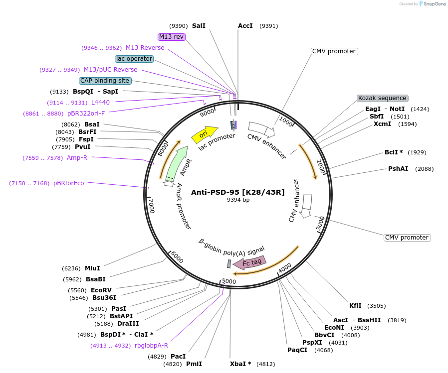 128618-plasmid-map-sequence-id-332661