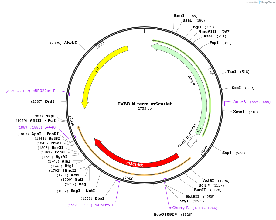 169218-plasmid-map-sequence-id-332664
