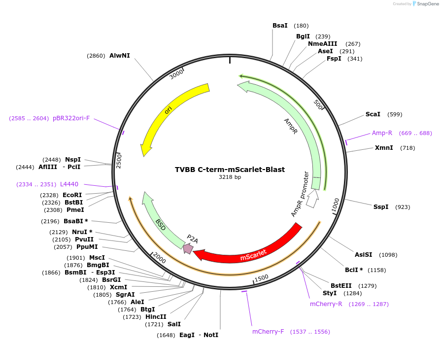 169221-plasmid-map-sequence-id-332667