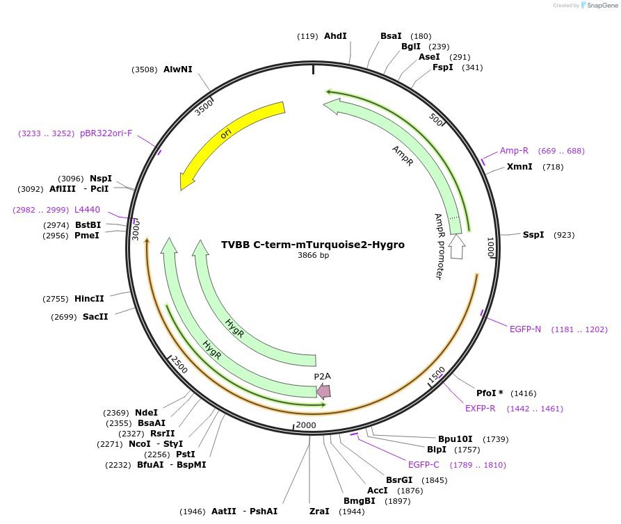 169225-plasmid-map-sequence-id-332678
