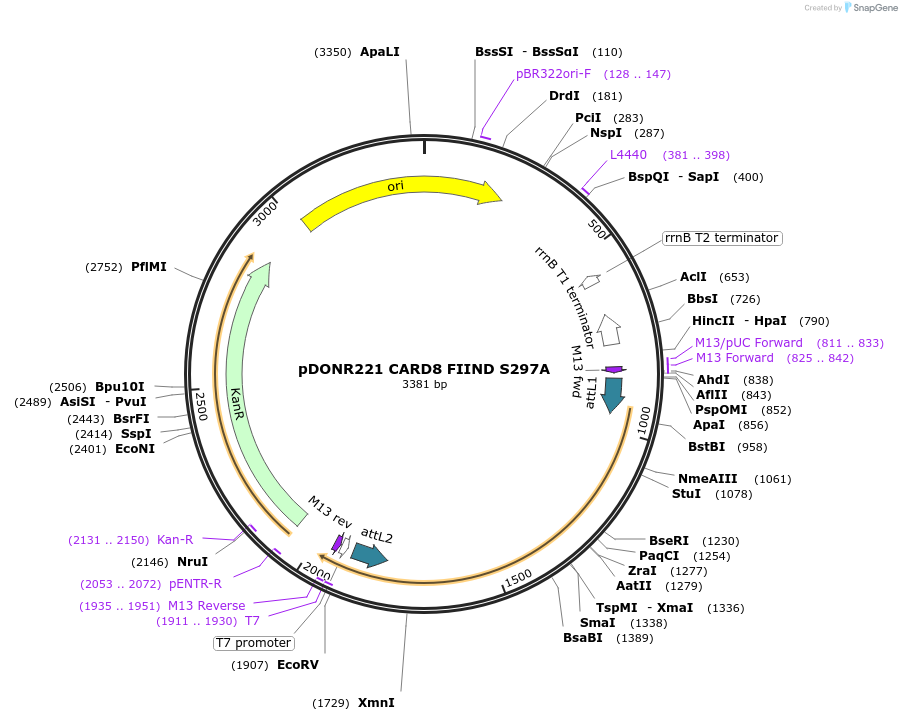 169966-plasmid-map-sequence-id-332695