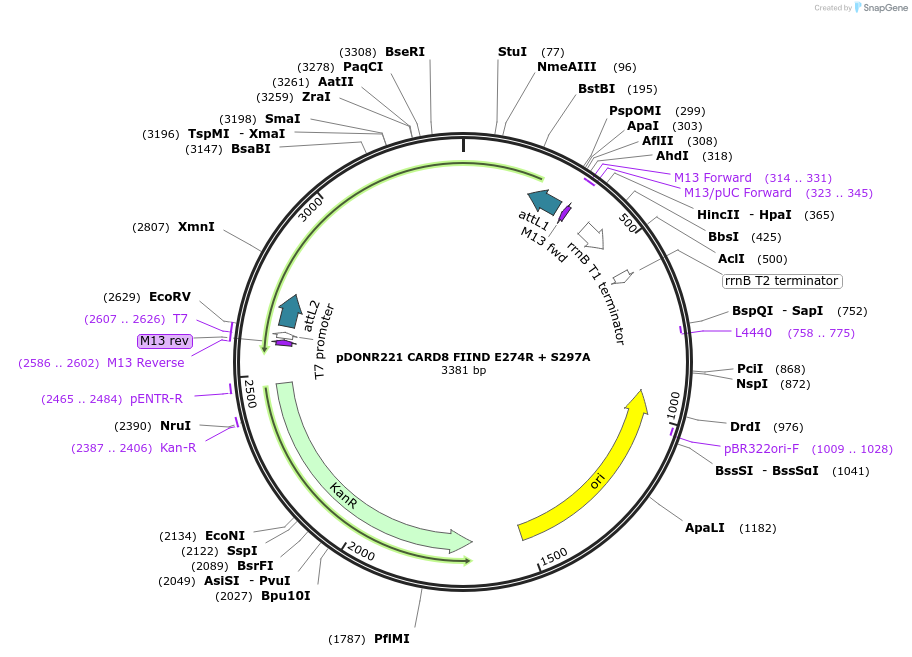 169968-plasmid-map-sequence-id-332702