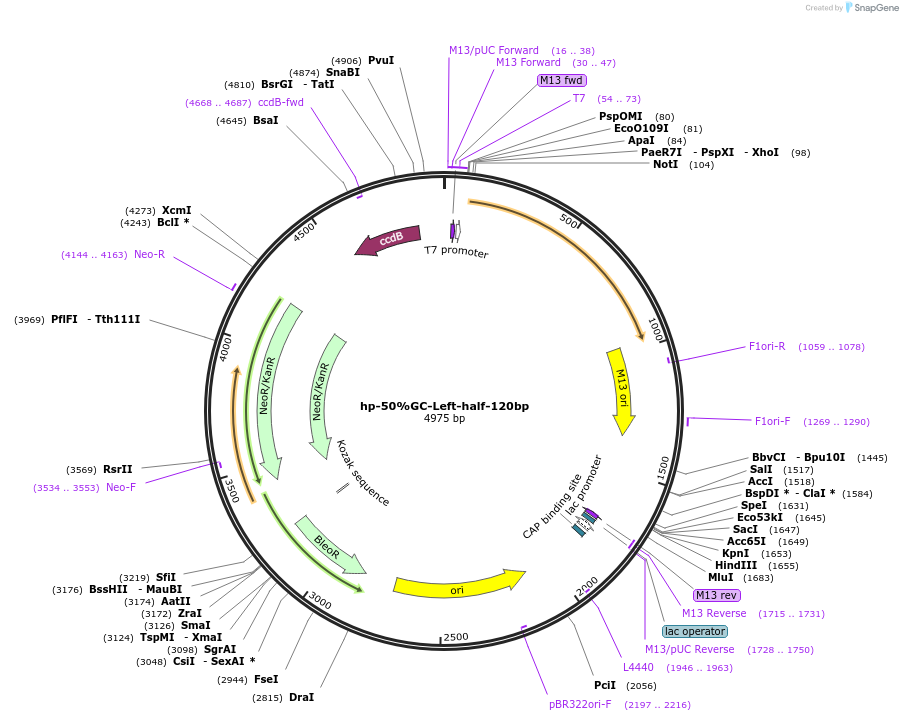 169204-plasmid-map-sequence-id-332708