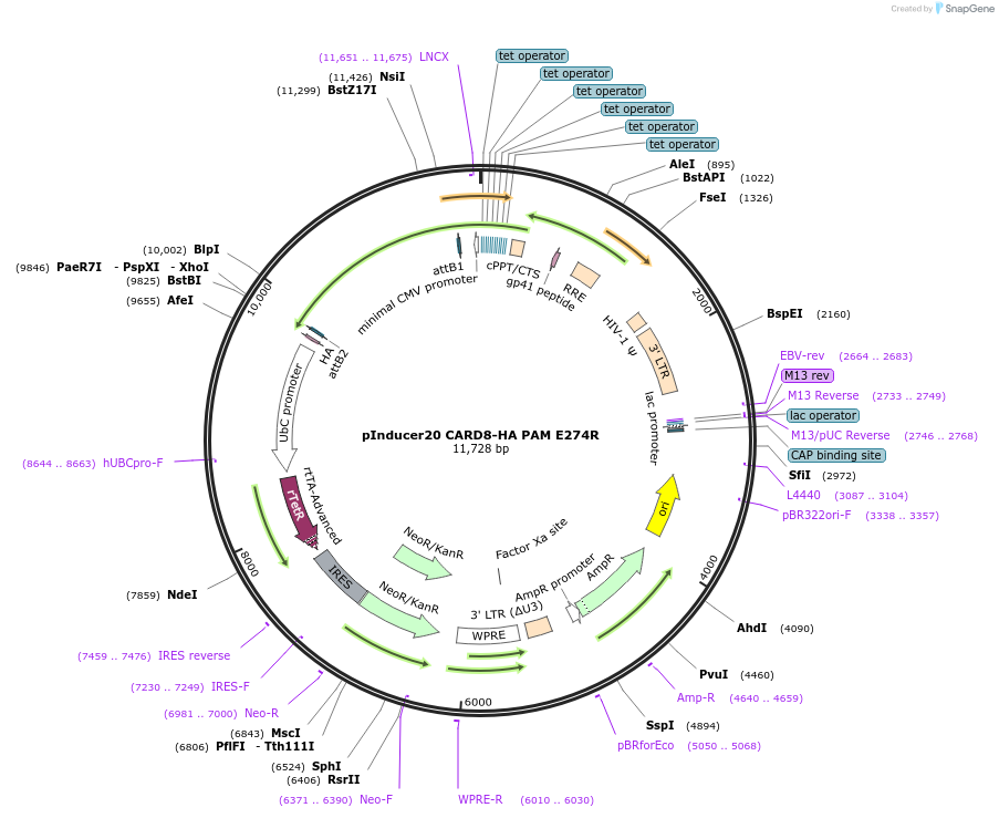 169984-plasmid-map-sequence-id-332718