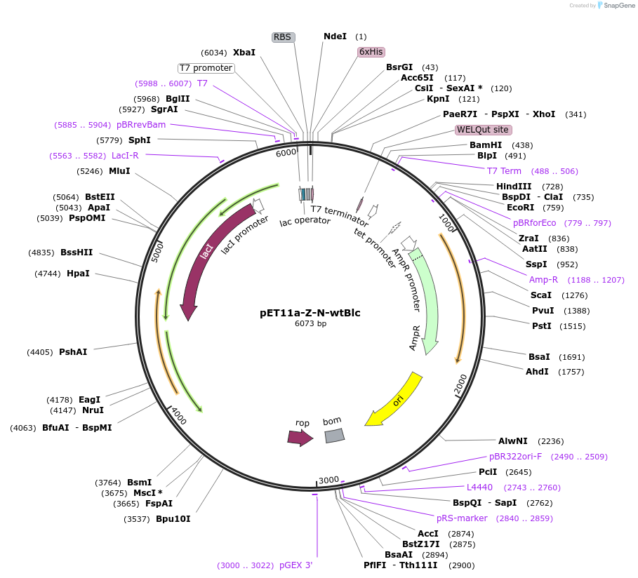 168258-plasmid-map-sequence-id-332729