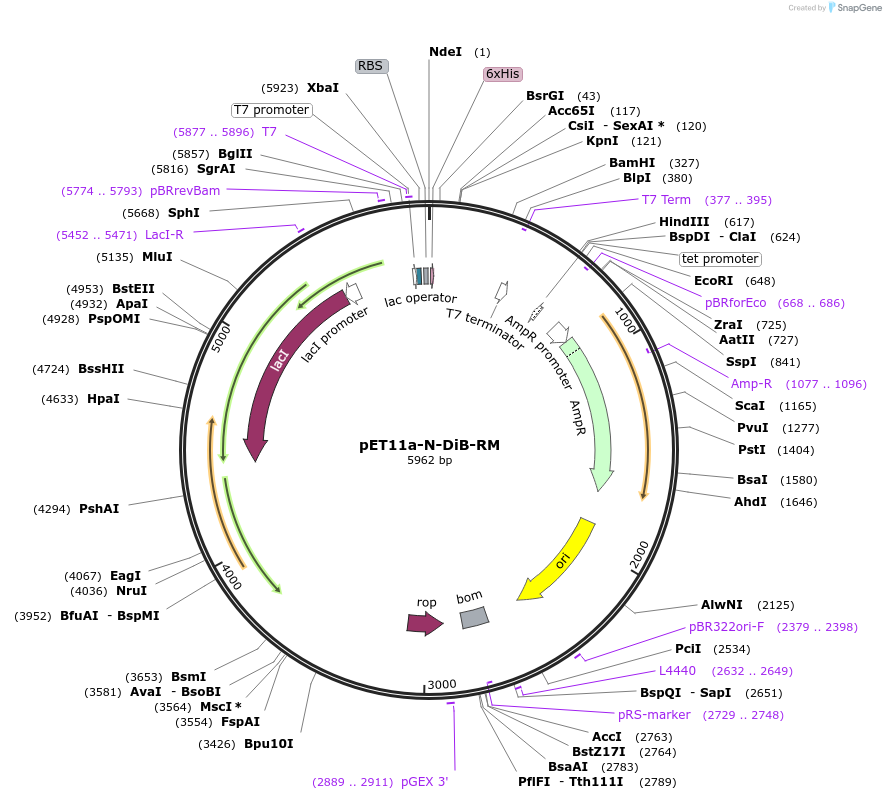 168476-plasmid-map-sequence-id-332734