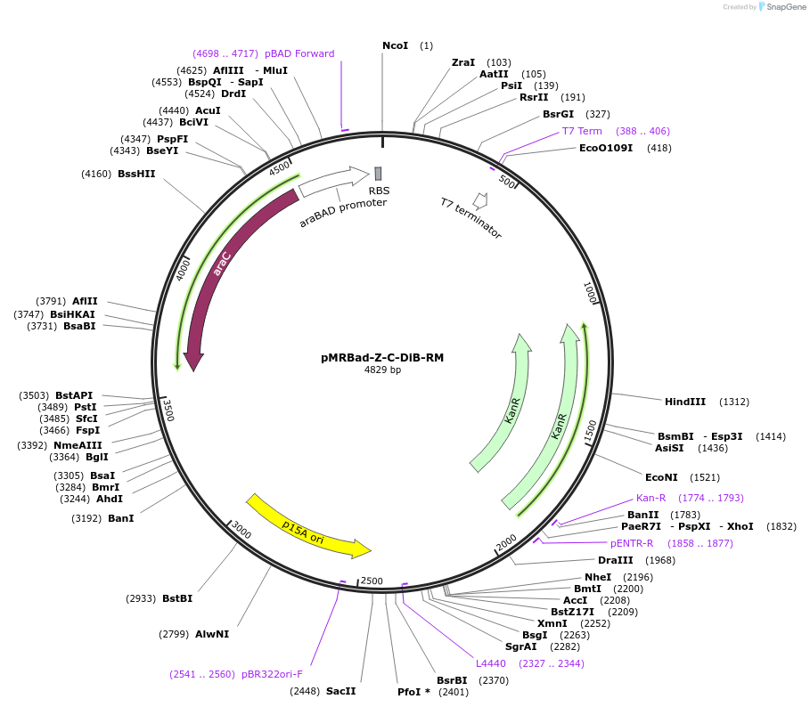 168477-plasmid-map-sequence-id-332736