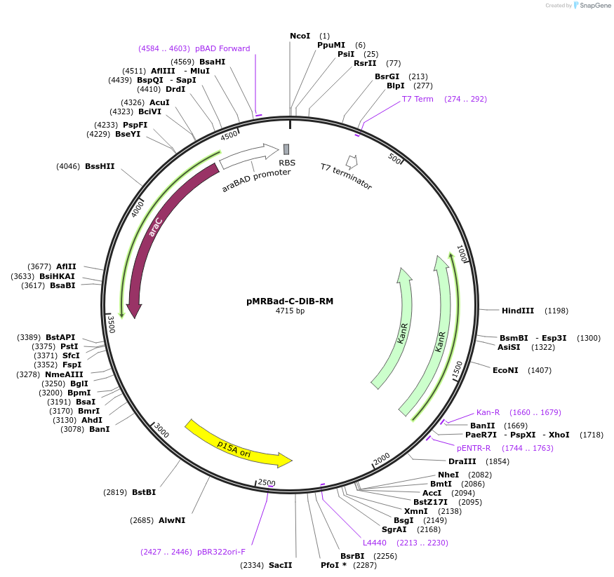 168478-plasmid-map-sequence-id-332738