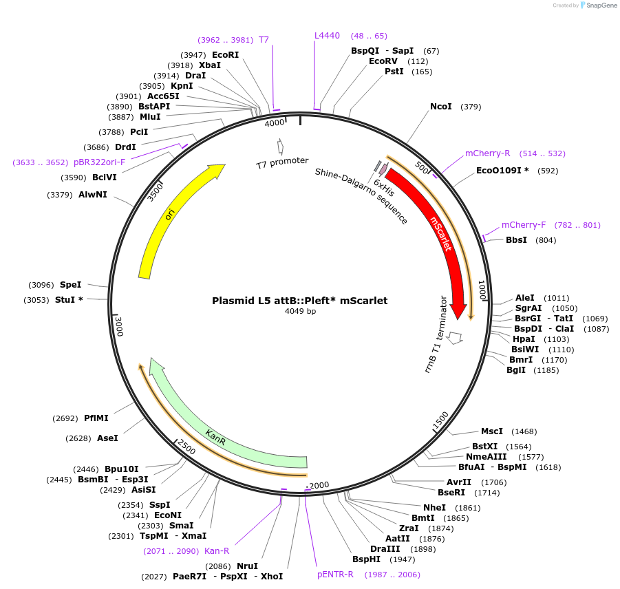 169410-plasmid-map-sequence-id-332739