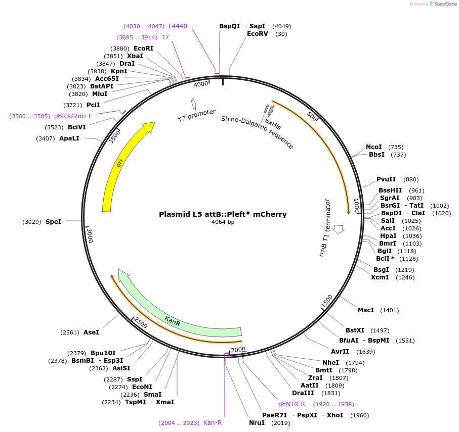 169411-plasmid-map-sequence-id-332740