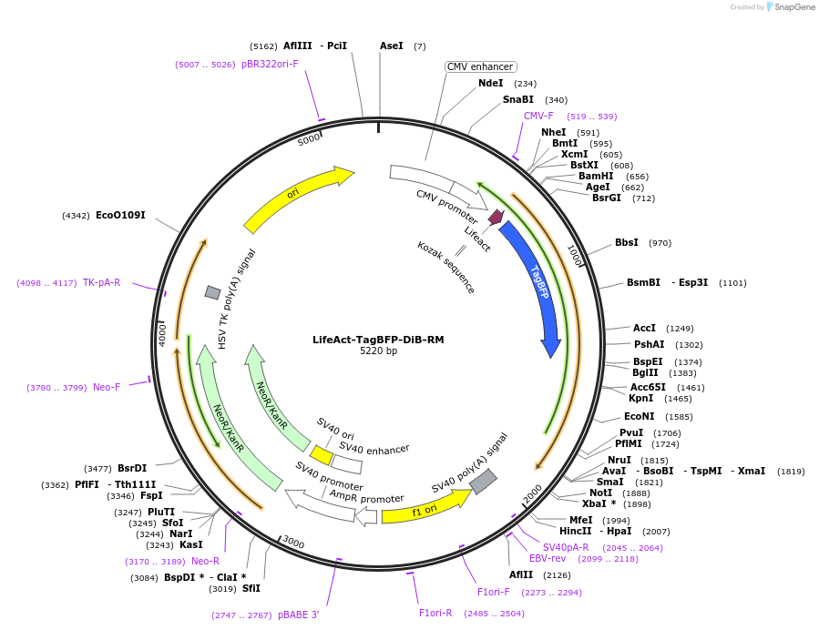 168782-plasmid-map-sequence-id-332741