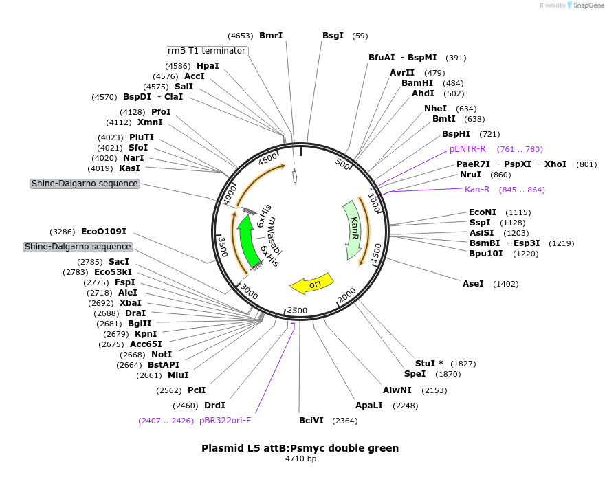 169412-plasmid-map-sequence-id-332742