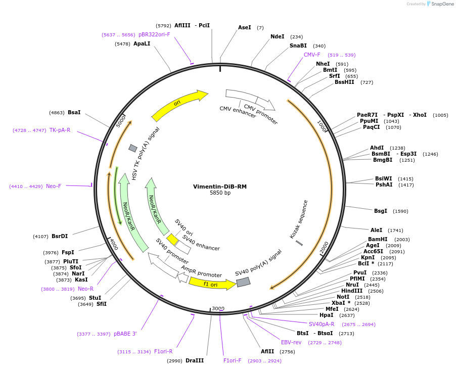 168783-plasmid-map-sequence-id-332744