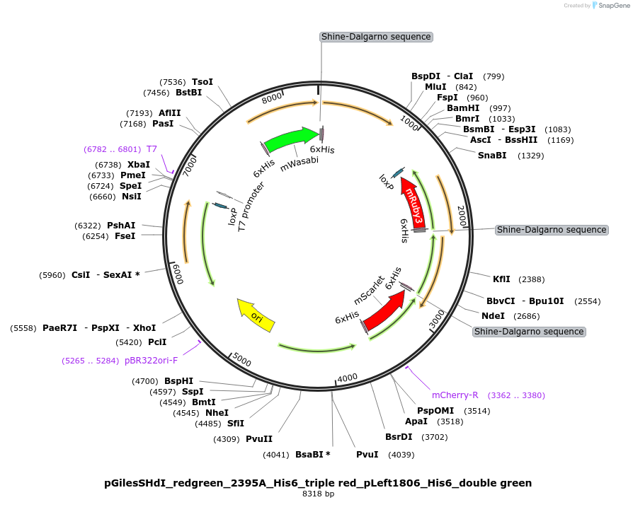 170048-plasmid-map-sequence-id-332750