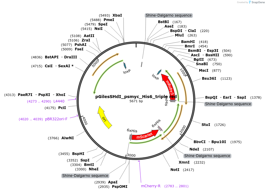 170047-plasmid-map-sequence-id-332751