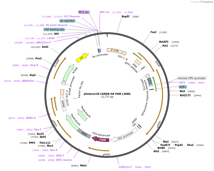 169985-plasmid-map-sequence-id-332788