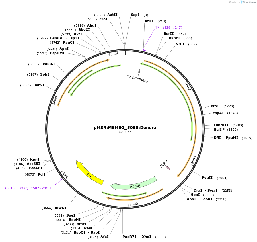 167369-plasmid-map-sequence-id-332791