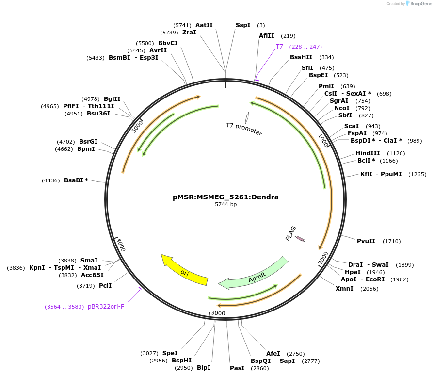 167408-plasmid-map-sequence-id-332793