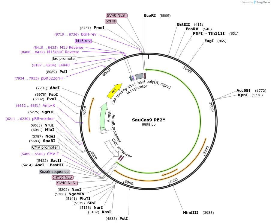 169851-plasmid-map-sequence-id-332821