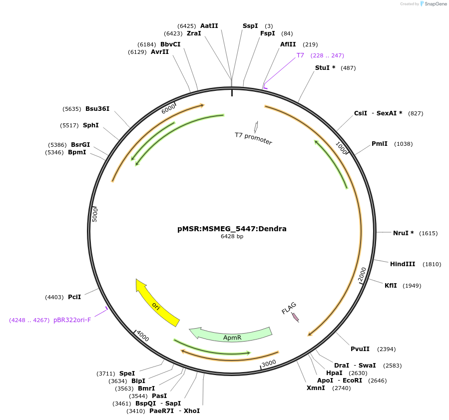 167431-plasmid-map-sequence-id-332825