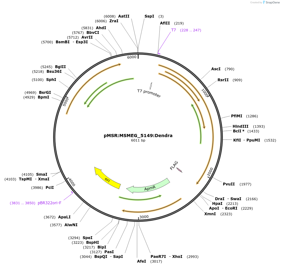 167394-plasmid-map-sequence-id-332827