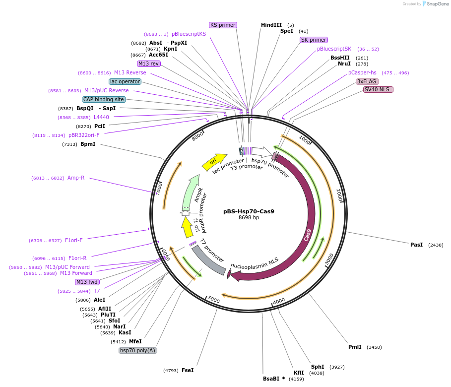 46294-plasmid-map-sequence-id-332831