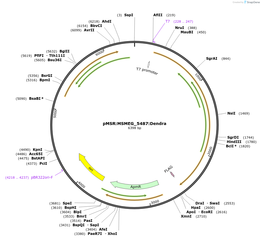 167440-plasmid-map-sequence-id-332833