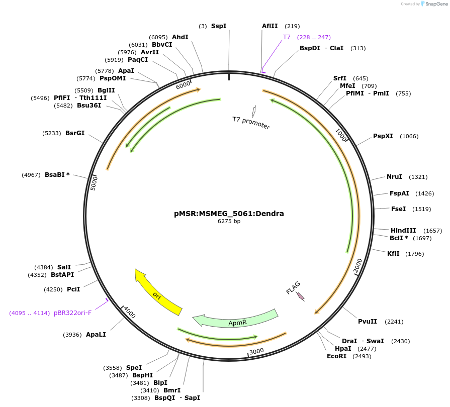 167372-plasmid-map-sequence-id-332838