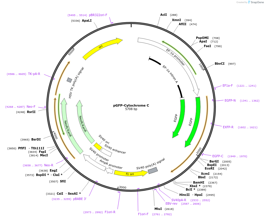41181-plasmid-map-sequence-id-332839