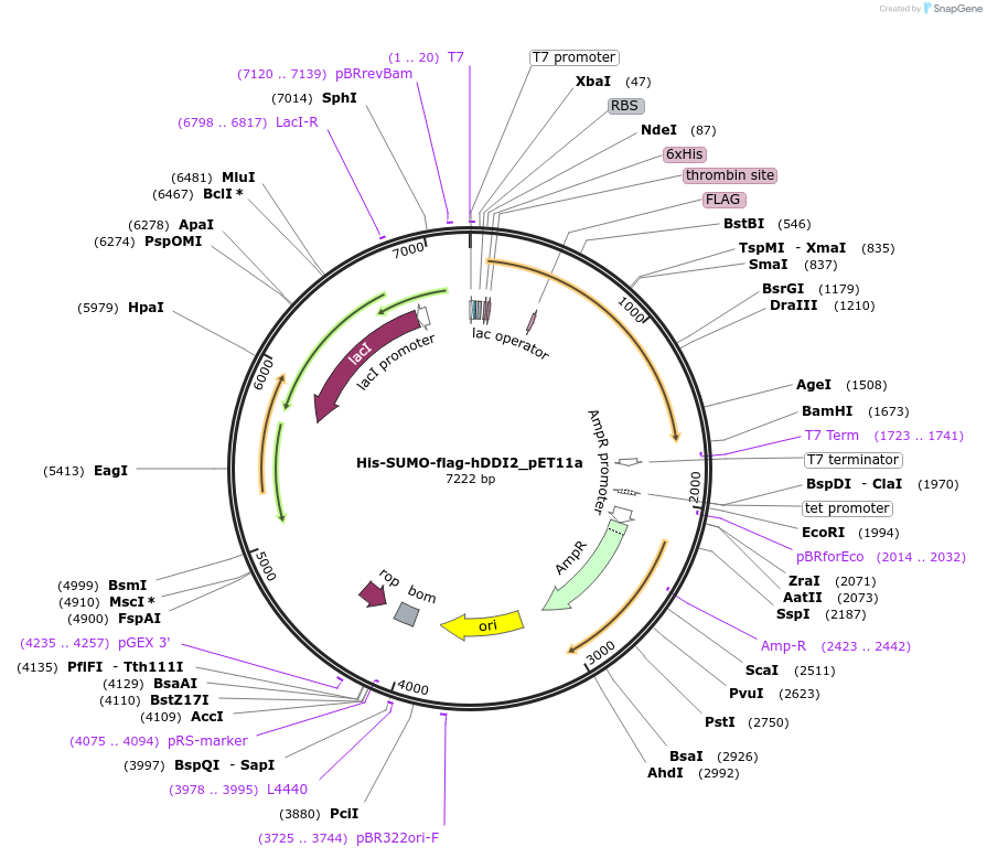 169121-plasmid-map-sequence-id-332846