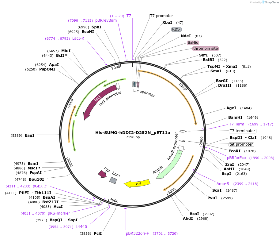 169122-plasmid-map-sequence-id-332848