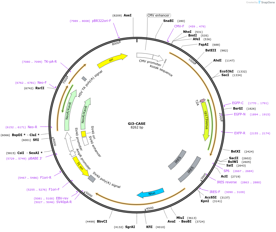 168122-plasmid-map-sequence-id-332862