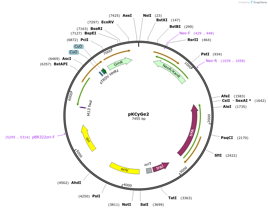 167515-plasmid-map-sequence-id-332864