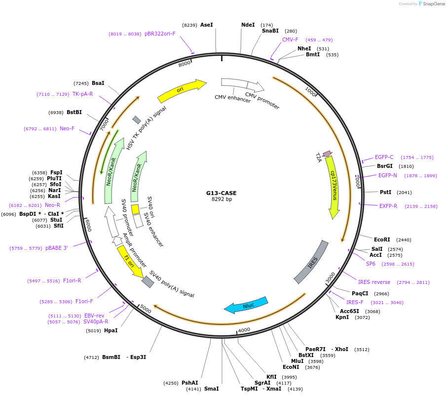 168127-plasmid-map-sequence-id-332872