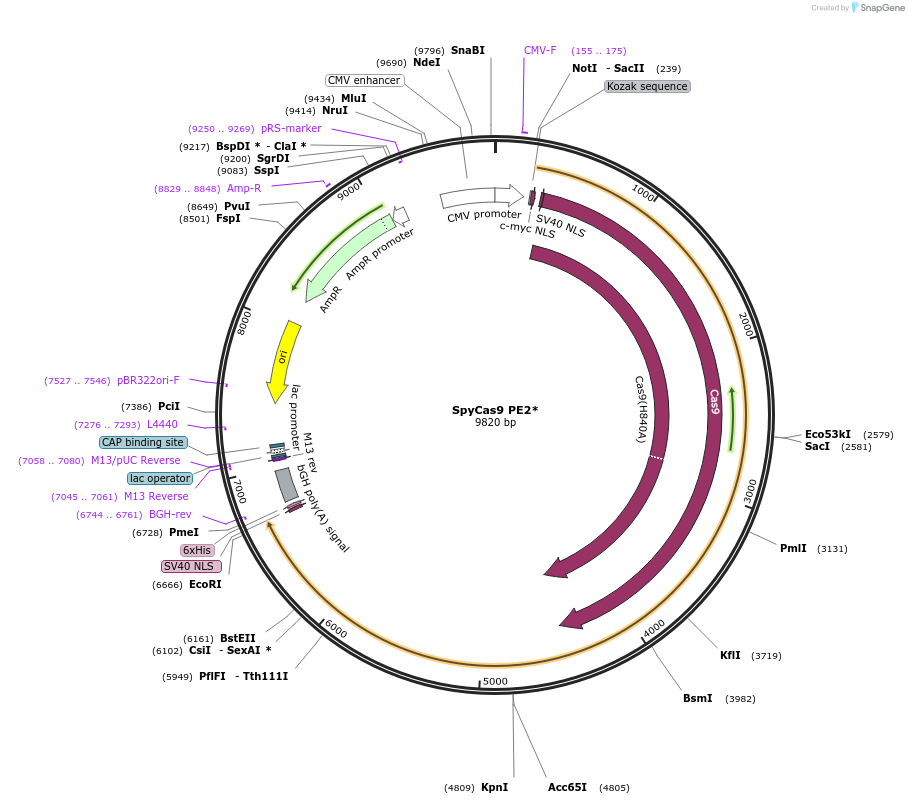 169850-plasmid-map-sequence-id-332905