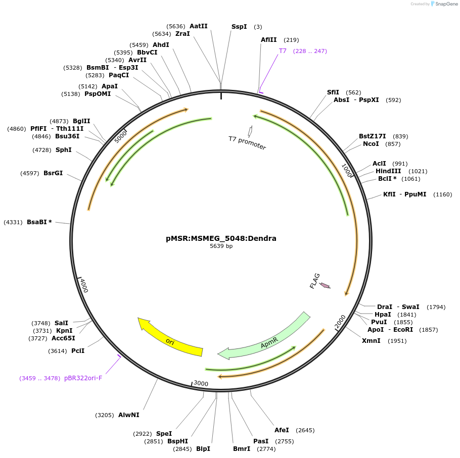 167366-plasmid-map-sequence-id-332916