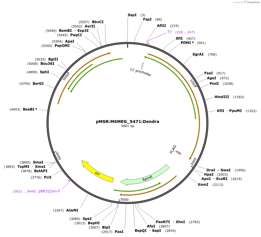 167434-plasmid-map-sequence-id-332918