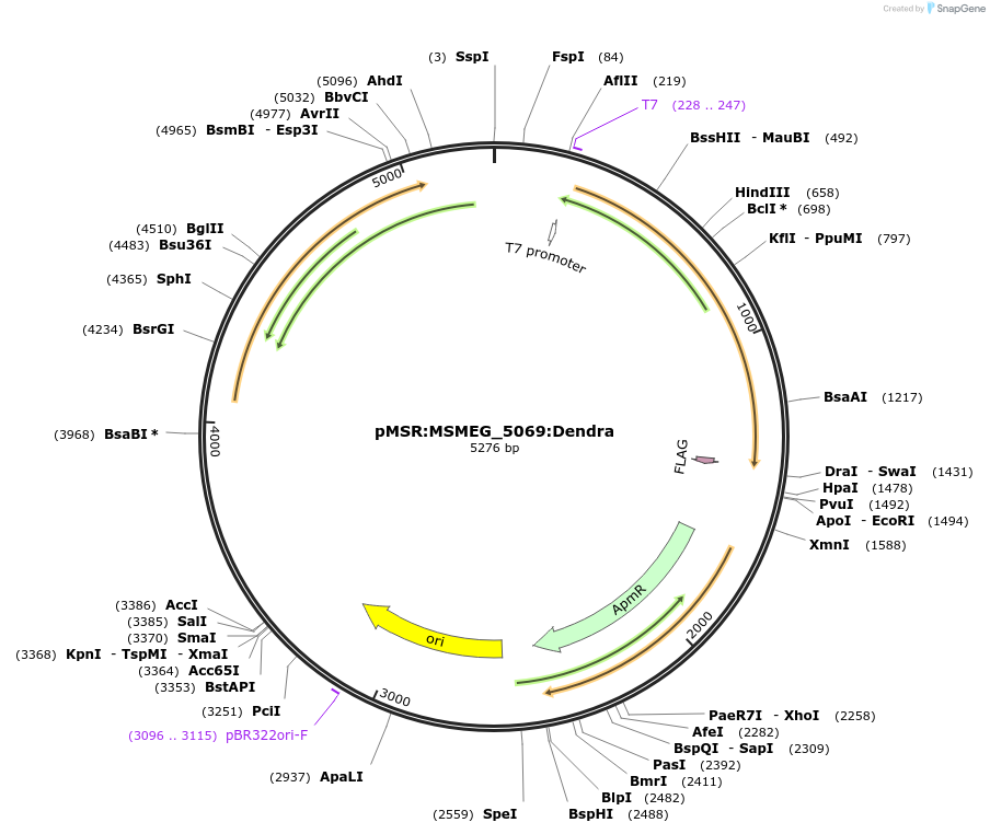 167374-plasmid-map-sequence-id-332919