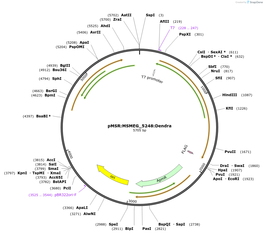 167405-plasmid-map-sequence-id-332920