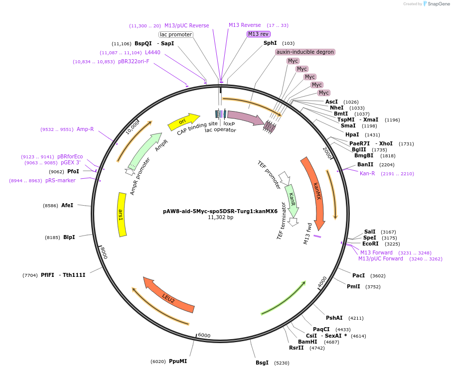 169360-plasmid-map-sequence-id-332955