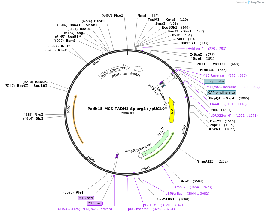 169350-plasmid-map-sequence-id-332956