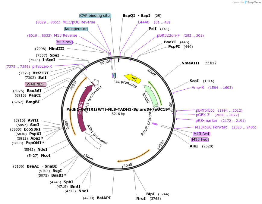 169352-plasmid-map-sequence-id-332958