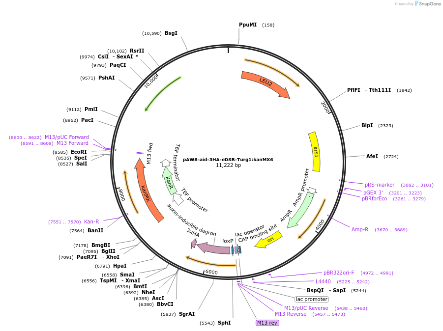 169363-plasmid-map-sequence-id-332979